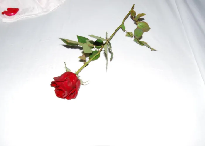 Dar "Jenna-Rose" Hotel Marrakesh